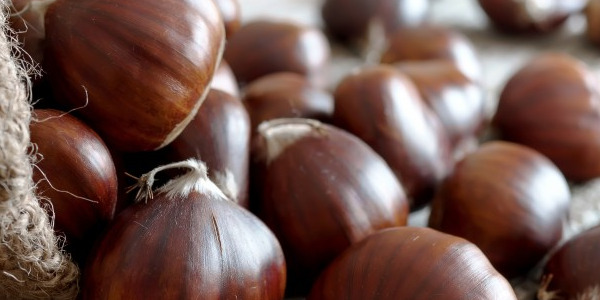 Activité d'automne : la récolte des châtaignes !